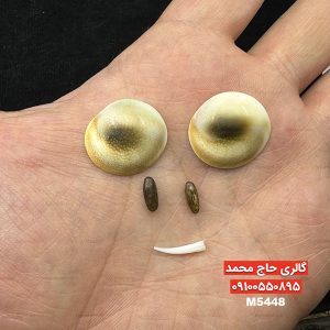 مهره مار اصلی